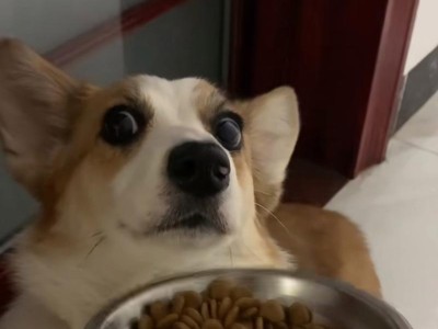 宝宝满月了，该喂什么？（关于小狗满月后的饮食安排，你需要知道的一切！）