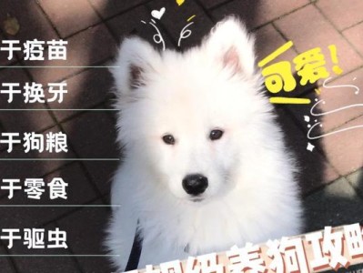错误的萨摩耶犬饲养方式（小心！这些饲养错误或让你的萨摩耶犬付出代价）
