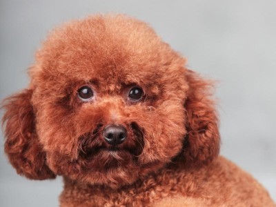 幼犬泰迪的饲养方式——优质营养的关键（打造健康快乐的泰迪宝宝，从饮食开始）