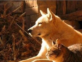 狗狗为什么喜欢舔小猫？（探索狗狗舔小猫的原因与意义）