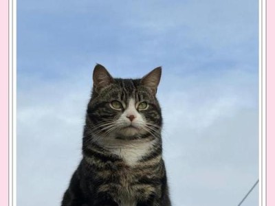 猫的死亡征兆及动物的预知能力（猫寻找家族墓冢与动物对死亡的神秘感知力）