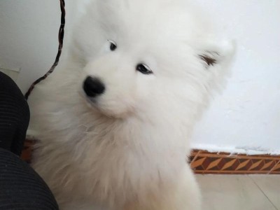 养一只萨摩耶需要多少钱？（详细解析萨摩耶的日常用品开销）