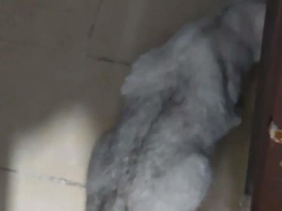 猫咪生病了吃什么最好？（有效的饮食选择和建议）