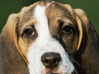 如何饲养布鲁塞尔粗毛猎犬？（以宠物为主，全面了解布鲁塞尔粗毛猎犬）