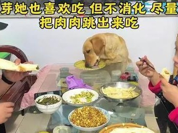 如何解决狗狗的挑食问题（营养均衡饮食是关键）
