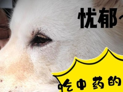 狗狗灌肠与洗胃（宠物医疗护理的重要环节和正确操作技巧）