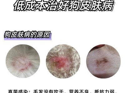 狗狗为何容易发生真菌感染？（真菌感染对狗狗健康的影响及预防方法）