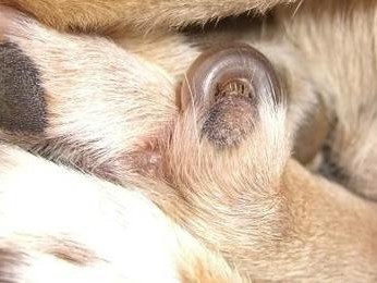 狗狗指甲过长的危害及关节健康影响（了解狗狗指甲过长的危害，保护它们的关节健康）