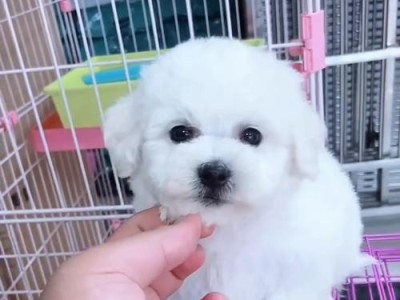 比熊犬——可爱的云雀犬（比熊犬的价格、养护与优点）