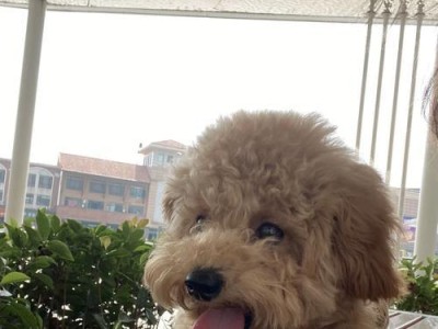 爱上泰迪犬的原因（探究泰迪犬的魅力及其受欢迎的原因）
