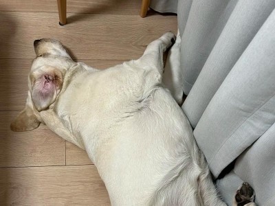 辨认拉布拉多犬的特征与品种（了解拉布拉多犬的品种特点及区别）