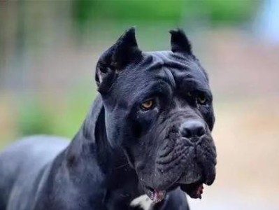 禁养的危险犬种（保护人类安全与社会和谐的关键）