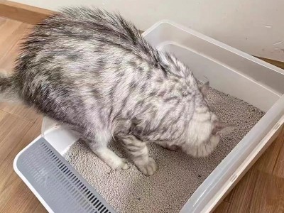 猫咪尿血的原因及处理方法（揭开猫咪尿血的谜团，帮助主人有效处理）