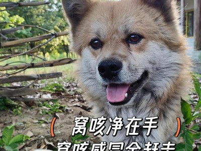 小狗咳嗽的原因与处理方法（探究小狗咳嗽背后的原因及有效处理方法）