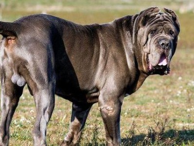 太阳神的犬（150斤巨犬站立超过两米，展现震撼力量）