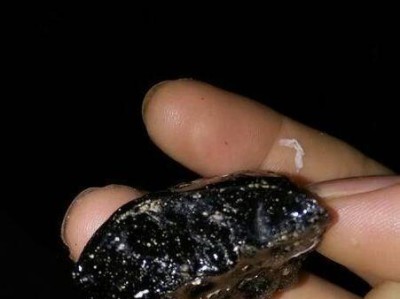 探寻纯黑色狗肉垫的魅力与秘密（揭秘纯黑色狗肉垫的制作工艺与文化背景）