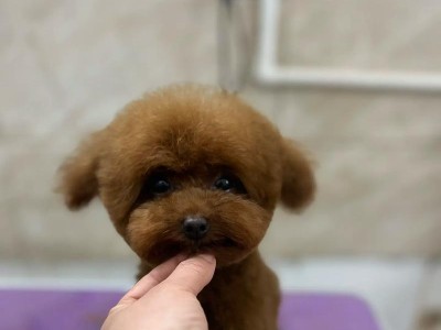 泰迪美容，让你的宠物更可爱（了解泰迪美容的重要性和常见美容方式）