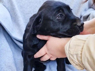 拉布拉多犬的标准体重及易胖原因解析（拉布拉多犬体重标准、肥胖原因分析和预防）