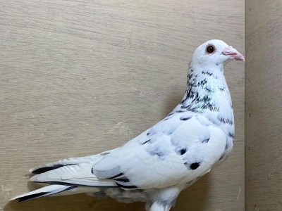 以信鸽眼砂变色的病因及治疗方法（了解信鸽眼砂变色的原因及预防措施）