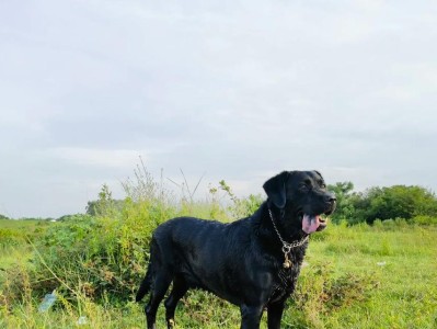 卡斯罗名犬大观（探寻卡斯罗名犬群中的瑰宝）