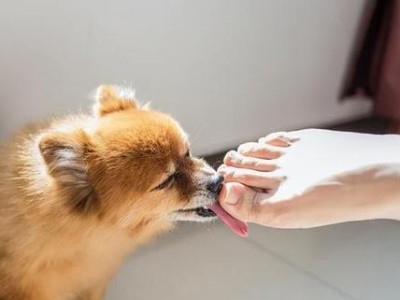 狗为什么要舔鼻子？（探究狗舔鼻子的原因及意义）