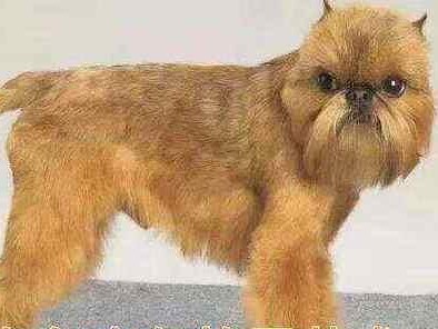 布鲁塞尔粗毛猎犬的饲养方法（养一只健康快乐的布鲁塞尔粗毛猎犬）