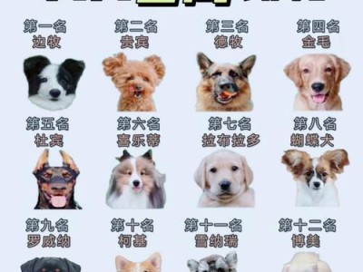 揭秘2022年速度最快的狗狗，谁能称霸？（世界上最快的22只狗狗榜单，第一名的速度让人惊叹！）