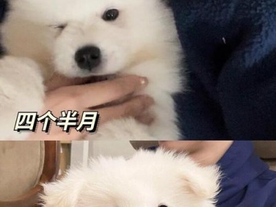 萨摩耶的合理饮食需求及喂养注意事项（萨摩耶的理想狗粮摄入量和关键注意事项）