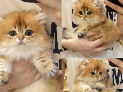 探寻矮脚金渐层猫的价格秘密（揭开矮脚金渐层猫市场的神秘面纱）