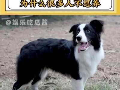 养边境牧羊犬需要考虑的费用和注意事项（为了犬只健康和幸福，细致算计和关爱是必不可少的）