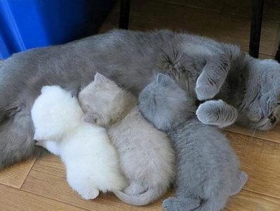 猫咪的配种费为何不便宜？（探究猫咪配种费的原因及价格波动）