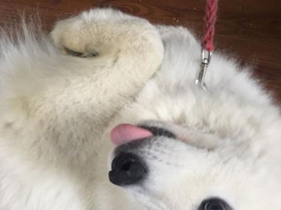 萨摩屁股臭的原因及解决方法（揭秘萨摩屁股臭的背后原因与有效对策）