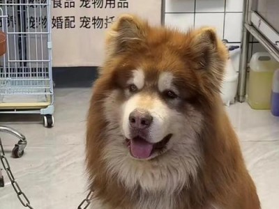 阿拉斯加犬每天需要溜多久？（探索阿拉斯加犬日常运动需求的关键因素）