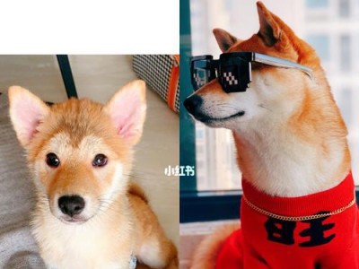 尴尬期吃什么狗粮？（狗粮选择指南与建议）