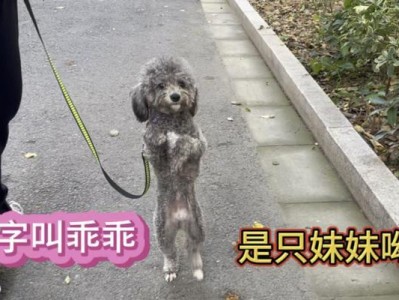 寻找一只适合母泰迪的好听名字（以可爱和温柔为主题的独特宠物名字）
