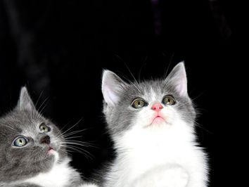 动物的死亡征兆与预知能力（猫寻找家族墓冢的神秘行为，动物是否能预知死亡？）