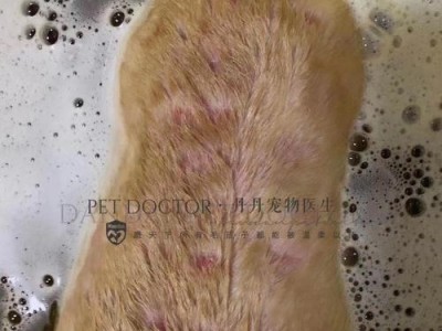 法斗爱得皮肤病的防治与护理（了解法斗爱得皮肤病的原因、症状和预防措施）