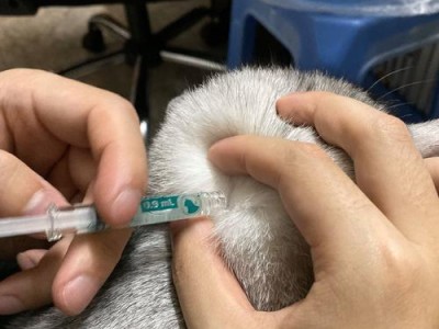 幼猫驱虫（了解驱虫时间和方法，守护幼猫健康成长）