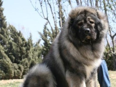 世界名犬-金毛，忠诚与温柔的代表（金毛犬的特点、饲养与训练技巧全解析）