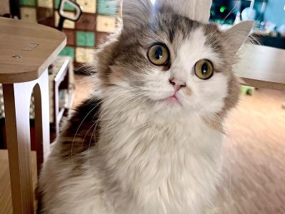 猫咪护理（探究猫咪梳毛频率对健康的重要性与影响）