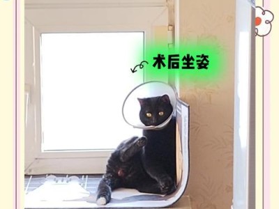 公猫绝育术后恢复时间及护理指南