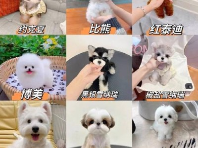 养一只金毛犬的月度费用有多少？（金毛犬养育所需费用分析与节约技巧）