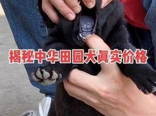 探索小黑熊狗（小黑熊狗）