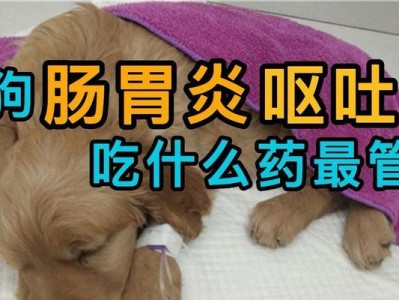 狗狗呕吐后的药物治疗指南（选择适合狗狗的药物，让它尽快恢复健康）