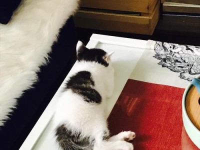 一周大小猫的饮食安排（营养均衡，健康成长）