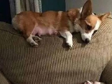 狗狗的哺乳期需知（了解狗狗哺乳期的重要知识）
