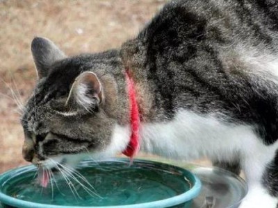 猫猫怀孕了要注意什么？（照顾怀孕猫猫的关键事项及手续）