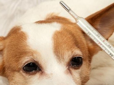 狗狗的正常体温是多少？（狗狗的体温测量和正常范围）