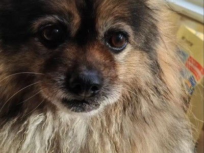 中华田园犬（中华田园犬的历史渊源与特征）