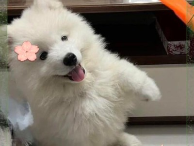 探索中型犬类（多样选择中寻找适合的中型犬伴侣）